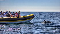 Dolphin Discovery