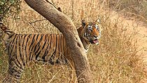 6 Nights & 7 Days Golden Triangle with Ranthambore National Park 