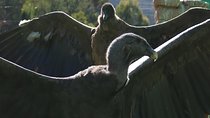 Mystic experience at Cochahuasi ( blessings of the Andean condor)