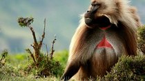 10 Days in Northern Ethiopia Tours