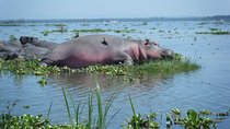 Nairobi to Lake Naivasha Day Tour with Crescent Island
