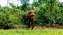 Udawalawe Safari - Private & Customize Tour