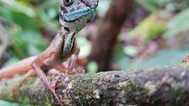 Sinharaja RainForest Private Short Tour