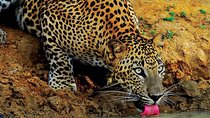 Yala Wild Adventure Safari