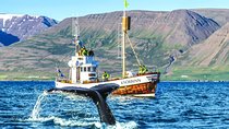 Whale Watching on board a Traditional Oak Boat from Árskógssandur