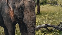 Wildlife of Sri Lanka (10 Days)