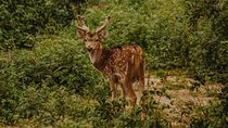  Bharatpur Bird watching & Wildlife from Delhi