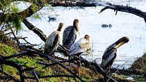  Bharatpur Birding adventure from Delhi