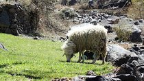 Marrakech Day Trip To Atlas Mountains with Camel Ride In Desert & Waterfall