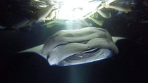 Kona Manta Rays Guaranteed Night Snorkel in Keauhou Harbor
