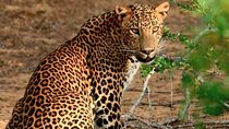Yala National Park safari from Hikkaduwa 