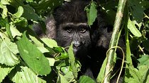 12 Day Affordable Safari-Gorilla and Primate Track Uganda
