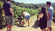 Private Chianti wine tour