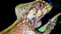 Jungle Night Tour Manuel Antonio