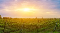  Kakheti wine region - Private Tour 