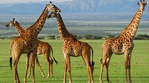 Arusha National park Day Trip