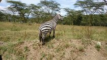 Lake Nakuru Park & Lake Naivasha Boat Ride