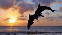 Full day North Bali Dolphin watching show at Lovina