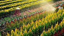 Private 2 Days 1 Night Sai Gon - Sa Dec - An Binh - Can Tho