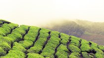 Chauffeur: Kuala Lumpur to Cameron Highlands Transfer [Van]