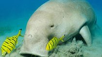 Abu Dabbab Dugong Bay Marsa Alam Tours