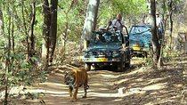 Golden Triangle Tour With Ranthambore Tiger Safari
