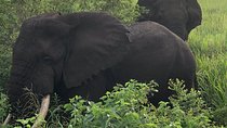 Primates and Wildlife | Uganda & Rwanda | 6 days