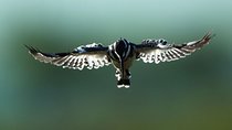 13 Days Kenya Birding Safari