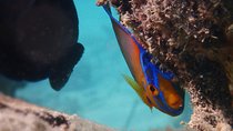 Under the Sea snorkeling(Stingray/Kayak/ Power Snorkel available)