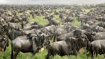 5 Days Kenya Safari Holiday Package 