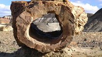 La Lioness Petrified Forest