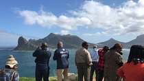 All in One African Penguins and Wine Tasting 