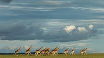 6 Days Kenya Lodge Safari Packages