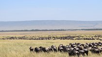7 Days Kenya Lodge Safari Masai Mara, Lake Nakuru, Naivasha And Amboseli 