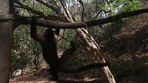 Monkey Tour With Local Cuisine