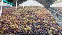 Muscat Raisin Route - Small group with lunch included