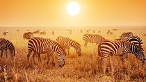 6 Day Mid-range Serengeti, Ngorongoro, Lake Manyara and Tarangire National Park