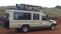 Mikumi National Park 2 Days/ 1 Night