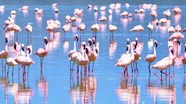  1 Day Safari to Lake Nakuru National Park