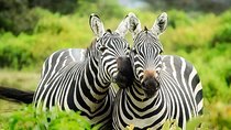 8 days Kenya Lodge Safari Package.