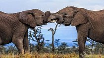 2 Days Awe-Inspiring Safari in Maasai Mara National Reserve, Kenya