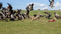 6 Days Big 5 Holiday Safari Adventure
