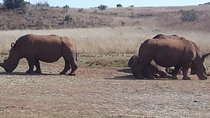 Safari Experience at Rhino & Lion Park
