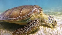 Turtles and Cenote Snorkeling in Riviera maya