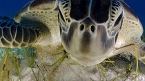 Tulum, Turtle and Cenote Snorkeling Adventure in the Riviera Maya