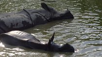 Chitwan National Park 2 nights and 3 days