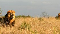 11 Days Kenya Lodge Holiday Safari 