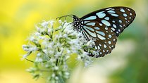 Butterfly Trail (11 Days)