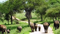 11-days Best Of Kenya And Tanzania Budget Safari