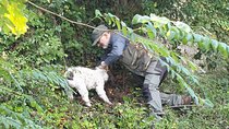 Truffle hunt, Lunch, Horse riding, a top half-day near Florence